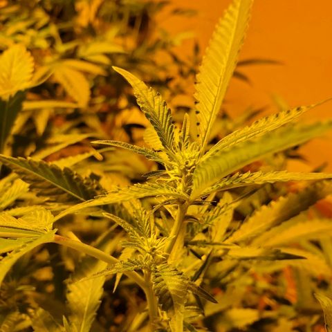 Banana Cake growlog timeline photo