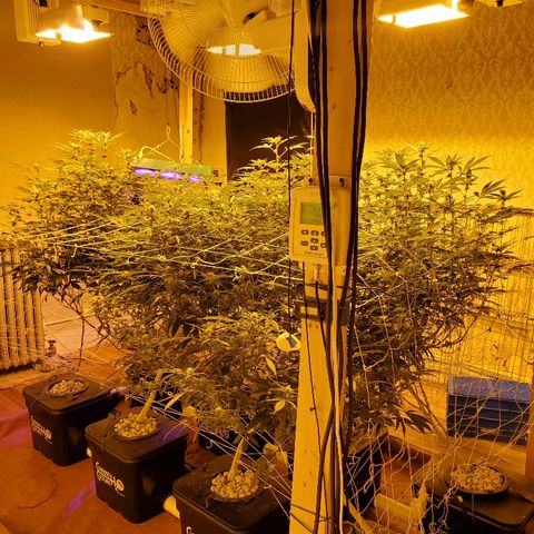 Banana Cake growlog timeline photo