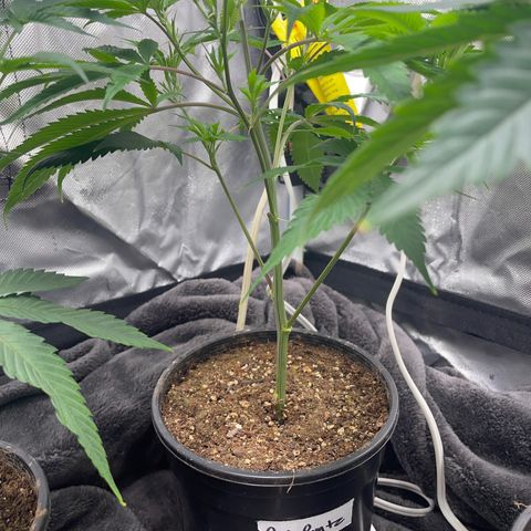 Pink runtz growlog timeline photo