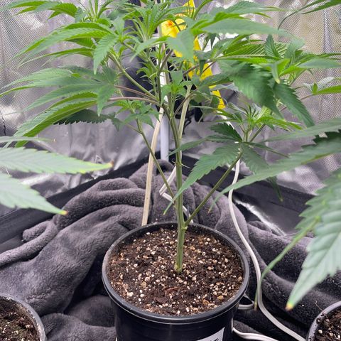 Pink runtz growlog photo: Watered with fox farms veg 