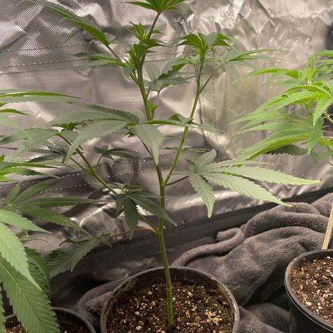 JMO growlog timeline photo
