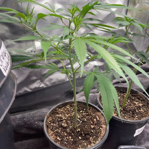 The One growlog timeline photo