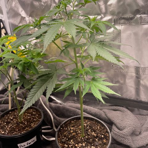 Papaya fiya  growlog timeline photo