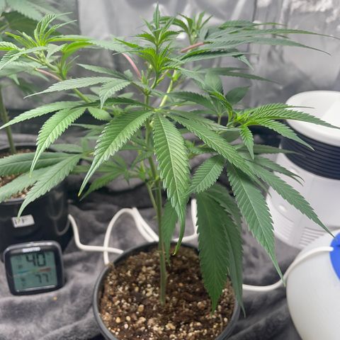 The One growlog timeline photo