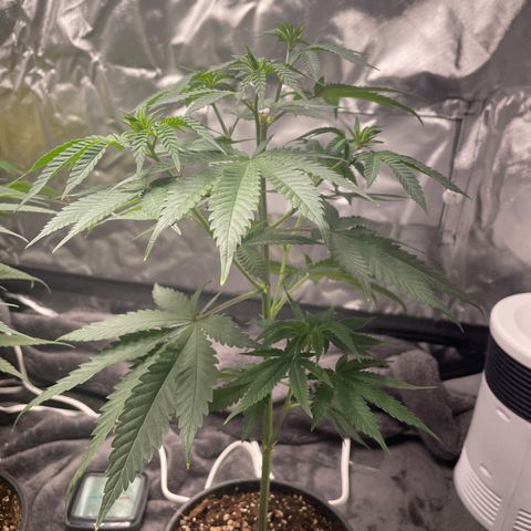 Papaya fiya  growlog timeline photo