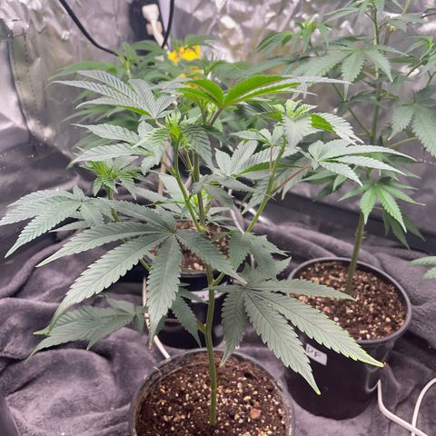 JMO growlog timeline photo