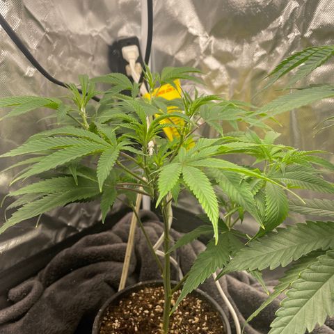 Pink runtz growlog timeline photo