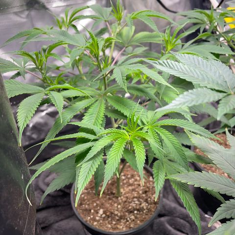 Pink runtz growlog timeline photo