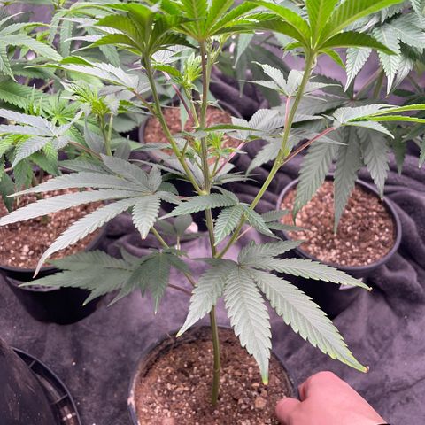 JMO growlog timeline photo
