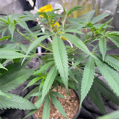 The One growlog timeline photo