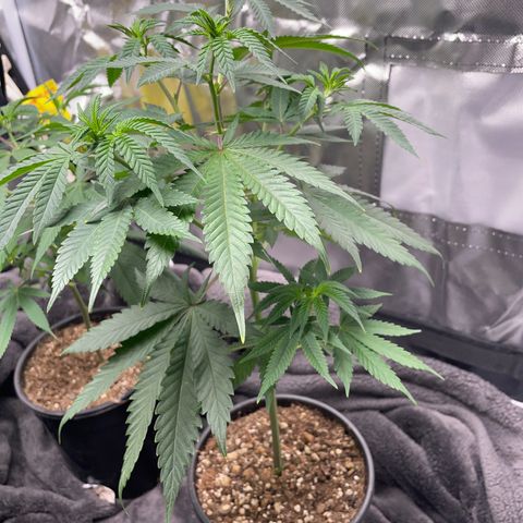 Papaya fiya  growlog timeline photo