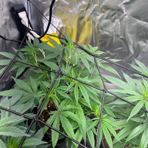 Pink runtz growlog timeline photo