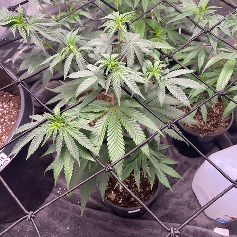 Papaya fiya  growlog timeline photo