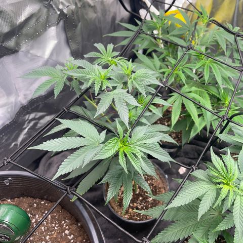 JMO growlog timeline photo