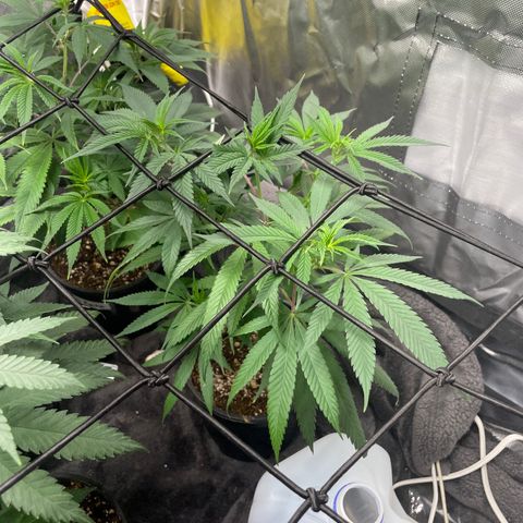 The One growlog timeline photo
