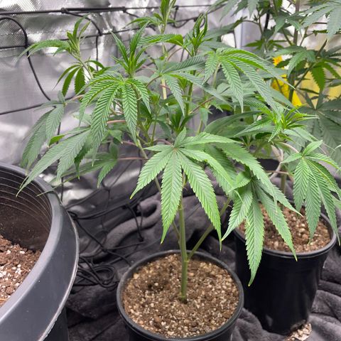 Pink runtz growlog timeline photo