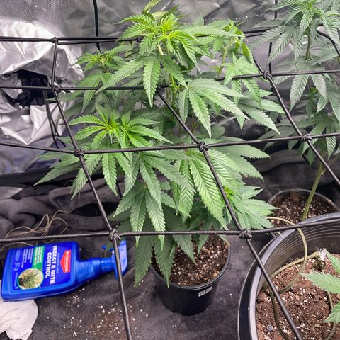 Papaya fiya  growlog timeline photo