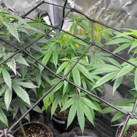 Pink runtz growlog timeline photo