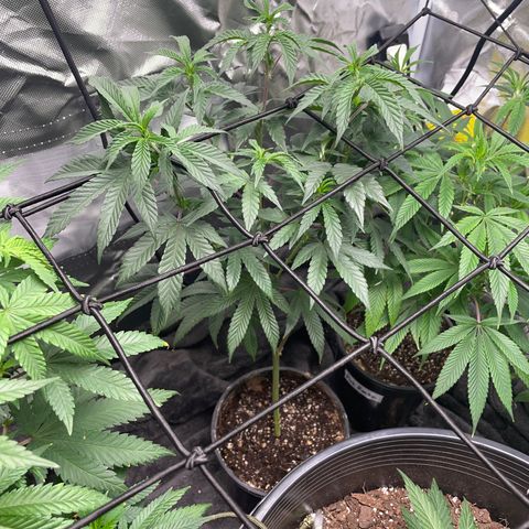 JMO growlog timeline photo