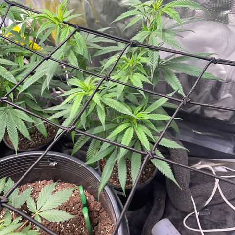 The One growlog timeline photo