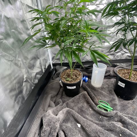 Pink runtz growlog timeline photo