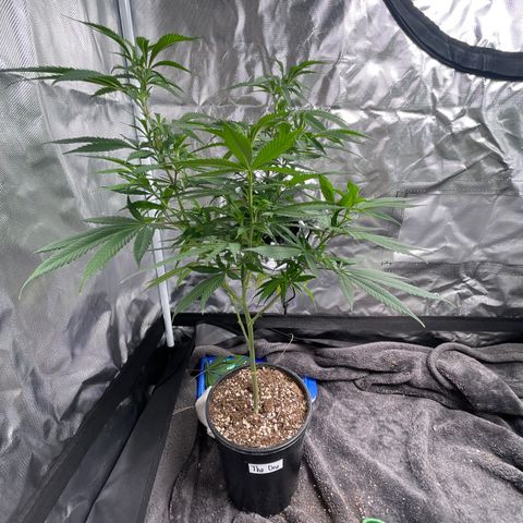The One growlog timeline photo