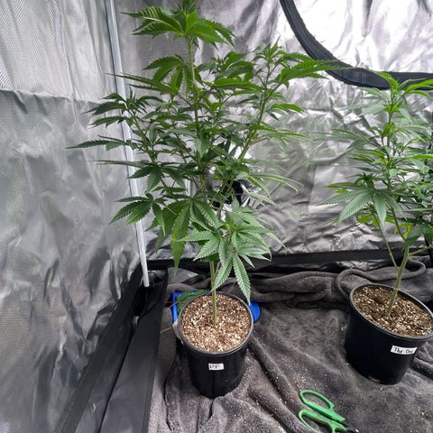 Papaya fiya  growlog timeline photo