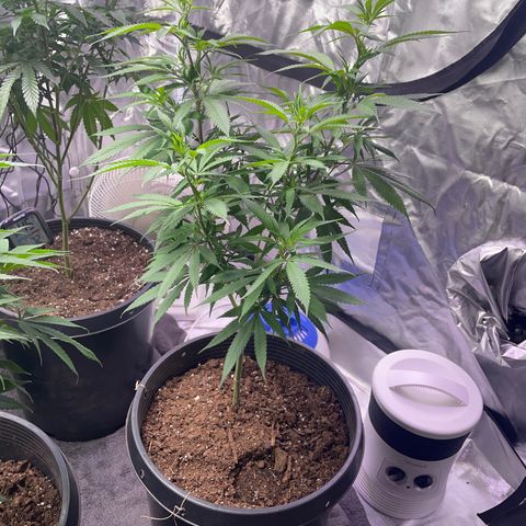 The One growlog timeline photo