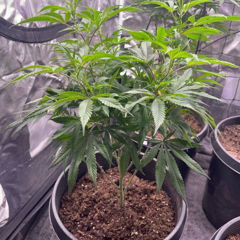 Pink runtz growlog timeline photo