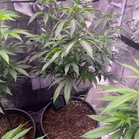 JMO growlog timeline photo