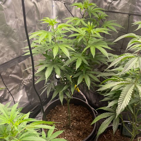 Papaya fiya  growlog timeline photo