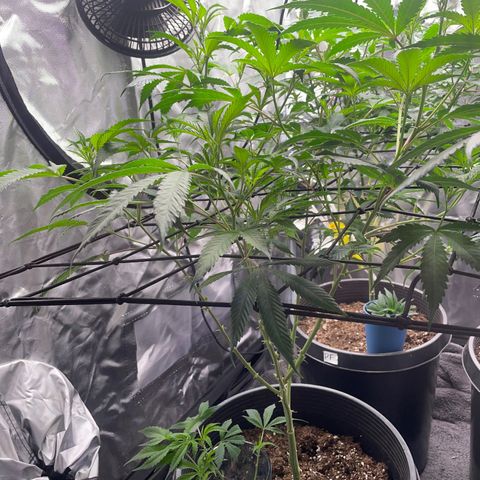 Pink runtz growlog timeline photo