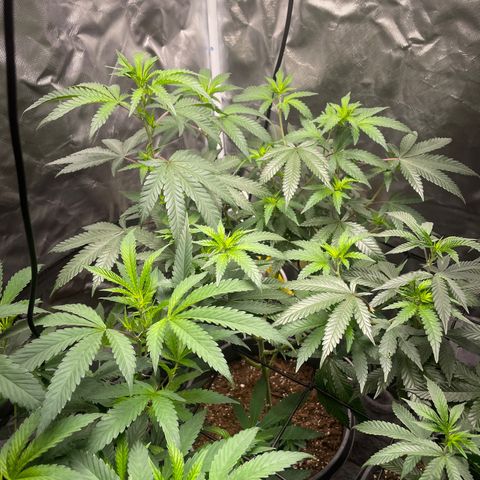 Papaya fiya  growlog timeline photo