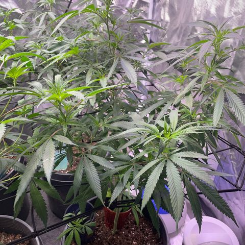 The One growlog timeline photo