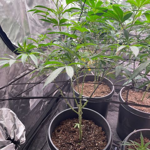 Pink runtz growlog timeline photo
