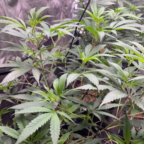 Pink runtz growlog timeline photo