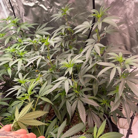 JMO growlog timeline photo