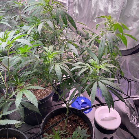 The One growlog timeline photo