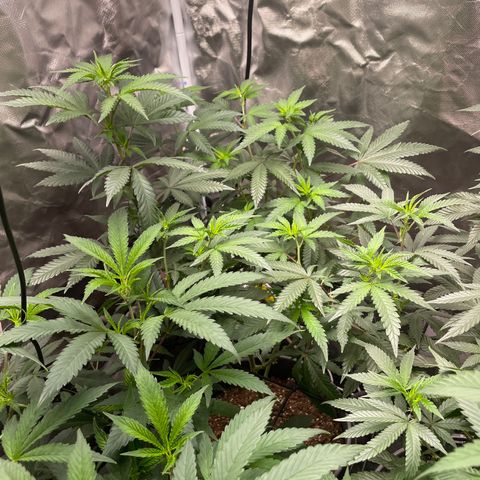 Papaya fiya  growlog timeline photo