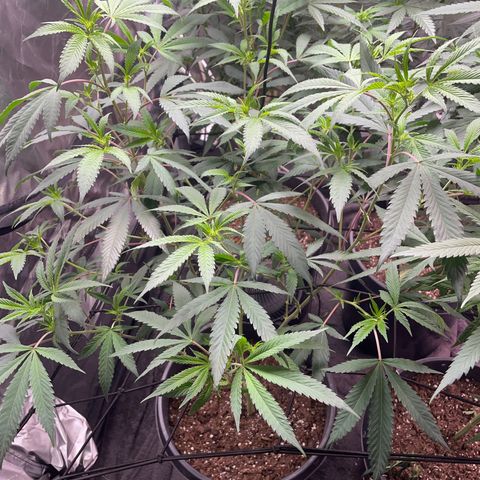 Pink runtz growlog timeline photo