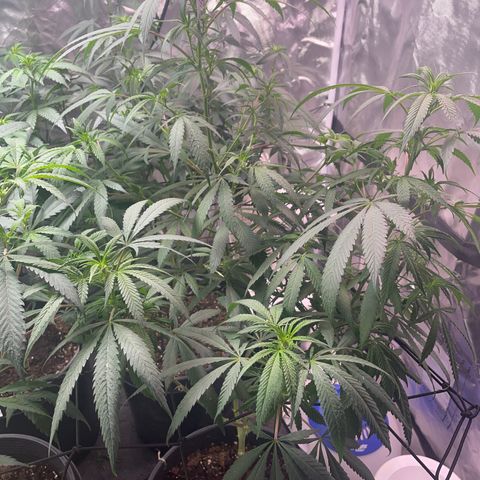 The One growlog timeline photo