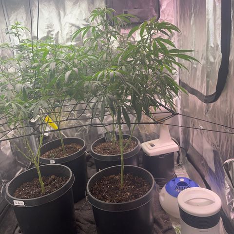 The One growlog timeline photo