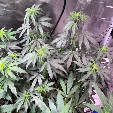 JMO growlog timeline photo