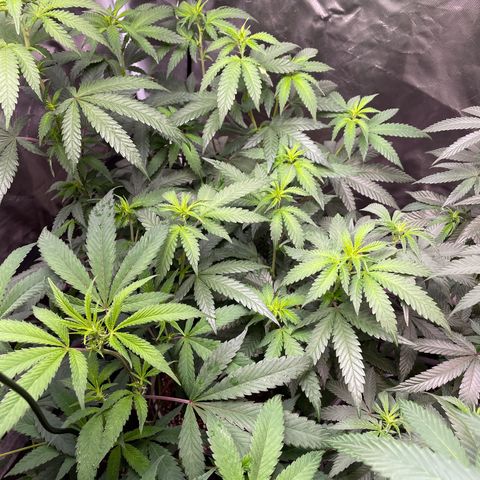 Papaya fiya  growlog timeline photo
