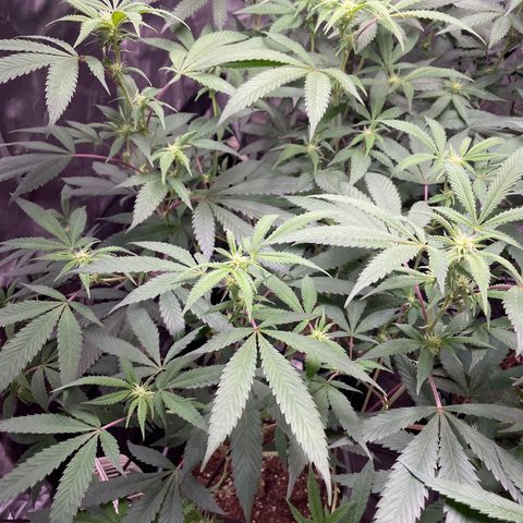Pink runtz growlog timeline photo