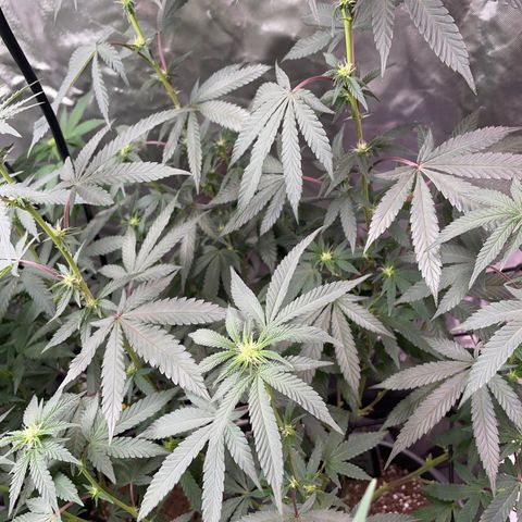 JMO growlog timeline photo