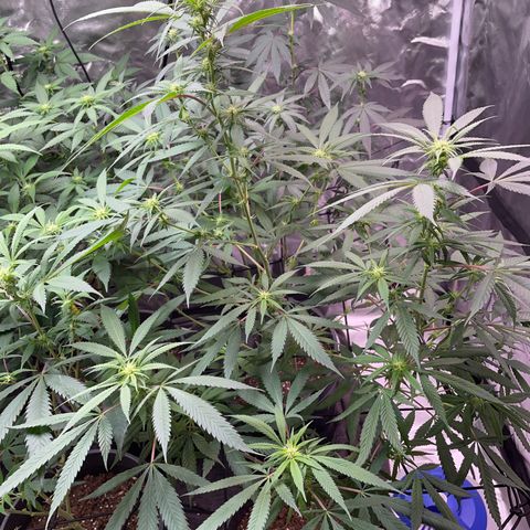 The One growlog timeline photo