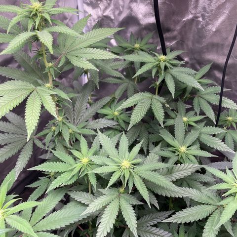 Papaya fiya  growlog timeline photo