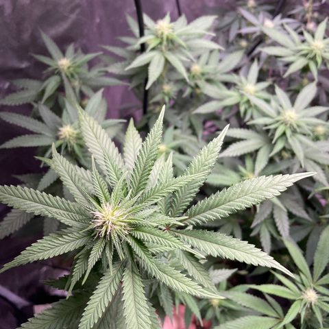 Papaya fiya  growlog timeline photo