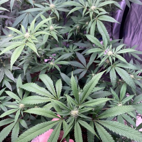 Pink runtz growlog timeline photo